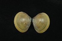 藏品(臺灣蜆)的圖片